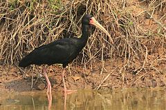 Bare-faced Ibis